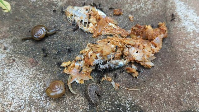 Close-up shot of ants and snails eating a leftover fish on the ground