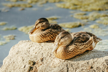 Closeup shot of a couple of ducks resting on a rock at the Lake Constance, Germany