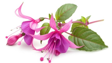 Colorful Fuchsia Flower Blossom with Green Leaves on Isolated White Background. Nature's Flora for Gardening and Decoration