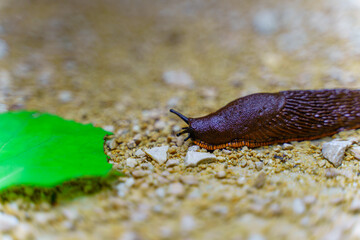 Selective focus shot of a snail crawling towards a leaf