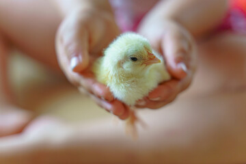 Closeup shot of a person holding a cute Sundheim chick