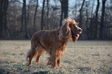 stehender Cocker Spaniel