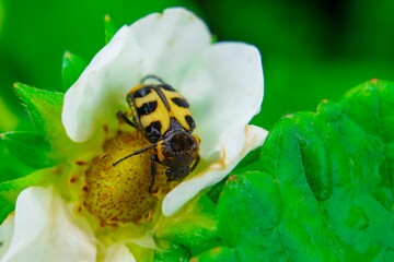 Closeup of a brush beetle on a white flower, green leaves blurred background