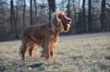 stehender Cocker Spaniel