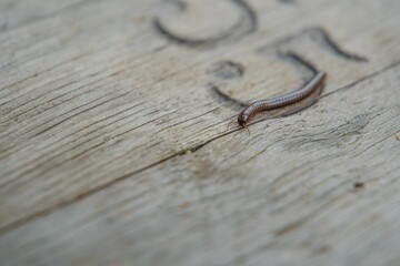 Selective focus shot of a Julidae worm on a wooden table