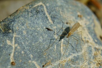 Macro of a water strider on a stone