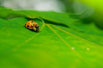 Selective focus shot of a ladybug insect on a green leaf