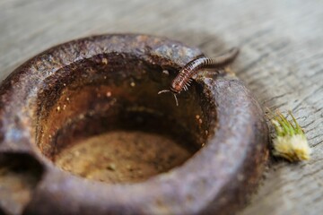 Selective focus shot of a Julidae worm
