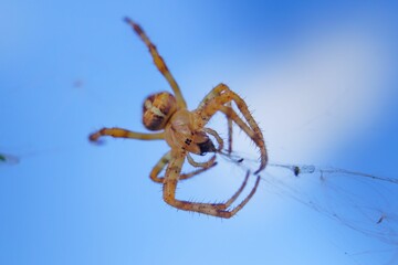 Selective focus shot of a European garden spider in a web