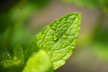 Selective focus of water drops on a green leaf with blurred background