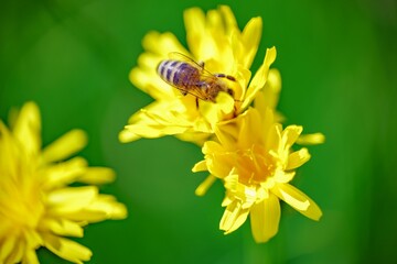 Selective focus of bee putting head in flower, green blurred background