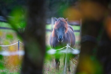 Closeup of a horse through trees in the paddock at daytime - obrazy, fototapety, plakaty