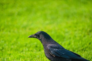 Selective focus of a black crow on a meadow with blurred background