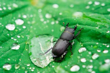 Selective focus of a black Stag beetle on a wet leaf with water drop on it, blurred background