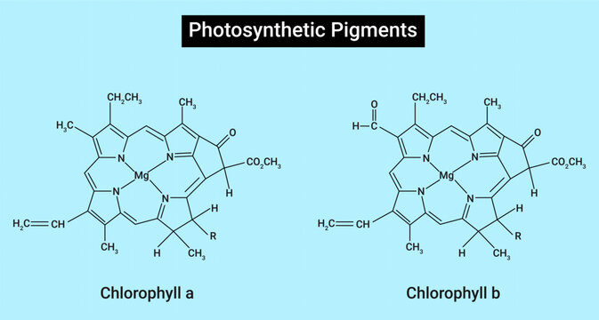 Photosynthetic pigments : Chlorophyll a and Chlorophyll b