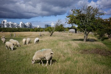 Herd of white sheep grazing on green grass in Orestad, Copenhagen, Denmark