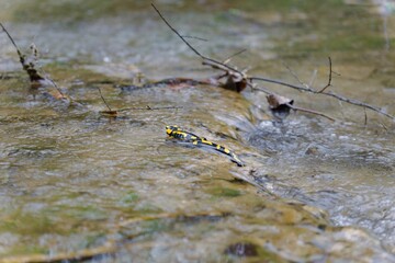 Closeup of a beautiful fire salamander walking through the river