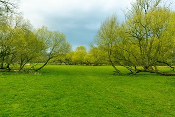 Beautiful view of a green trees in the flat green grass ground