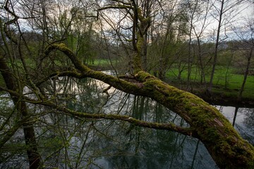 Fototapeta premium Beautiful view of laid tree over the river with a beautiful reflection of branches
