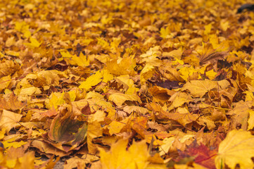Orange autumn leaves background. Outdoors. Colorful background fallen autumn leaves. Space for text.