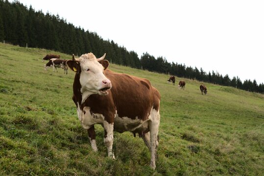 Closeup of a  mooing cow and more cows background on the ramp