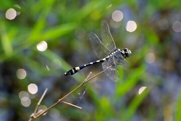 Selective focus shot of a patterned dragonfly on a thin branch