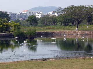 Beautiful reflecting lake view with white birds flying and swimming with trees around