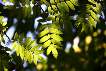 green leaves in the sun