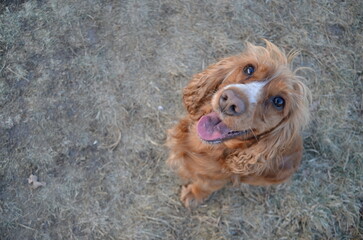 Englischer Cocker Spaniel