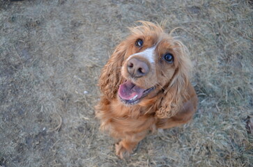Englischer Cocker Spaniel