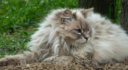 Fluffy cat lying on grass