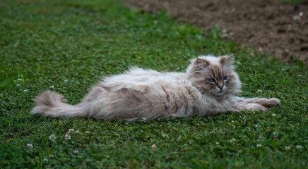 Fluffy cat lying on grass