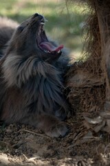 Beautiful view of a gray and brown long haired yawning kitten with green eyes