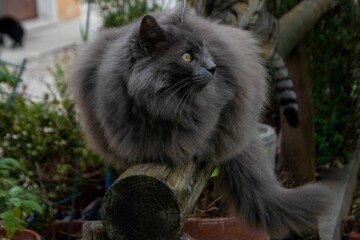 Beautiful view of a gray long haired cat with green eyes sitting on wood
