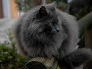 Beautiful view of a gray long haired cat with green eyes sitting on wood