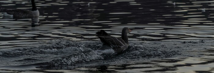 Close-up view of a duck just landed in the water - obrazy, fototapety, plakaty