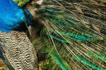 Obraz premium Closeup of a Peafowl's vibrant feathers