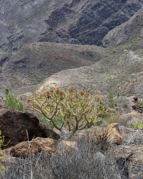 Vertical shot of Euphorbia Virosa growing near rocks with hills in background