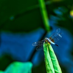 Closeup of Dragonfly on green plant leaf
