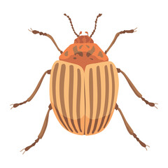 Striped colorado potato beetle, Leptinotarsa decemlineata insect. Garden farm plant pest control. Harmful yellow bug. Flying parasite animal damage agriculture potatoes leaves