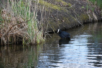 Eurasian coot (Fulica atra) in a lake near the reeds