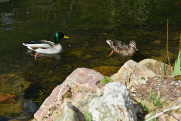 Pair of mallard ducks swimming in the pond