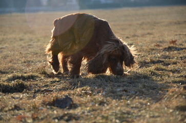 Cocker Spaniel