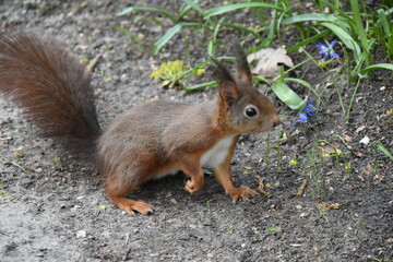 Naklejka na ściany i meble Closeup of a red squirrel (Sciurus vulgaris) in a park