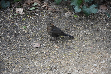 Closeup of a common blackbird (Turdus merula) on the ground