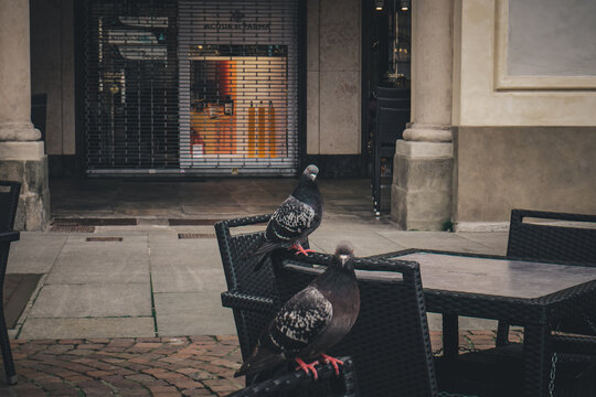pigeon perch&eacute;s 