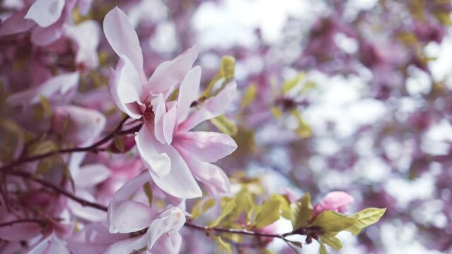 Spring time. Blooming pink magnolia in the wind against the blue sky. Selective focus. High quality FullHD footage