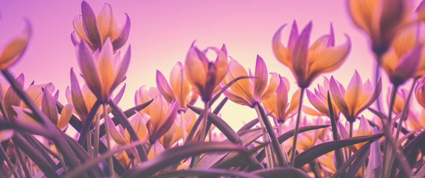 Blooming tarda tulips (Tulipa tarda) in purple light in spring. View from below. Natural background. Horizontal banner