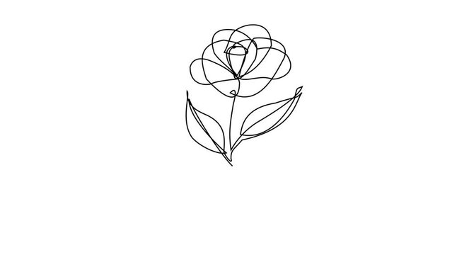 Rose flower continuous line draw Full length single line animation