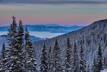 Drone shot of spruce forest covered with snow, cool for background